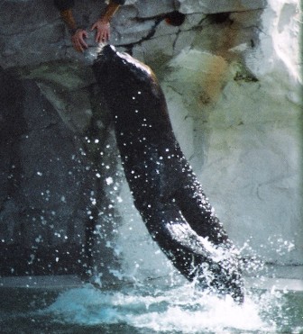 2003 Monde Sauvage 004.jpg