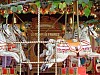 gal 2004 Brasschaat 089.JPG