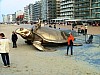 gal 2005 Mer 19.jpg