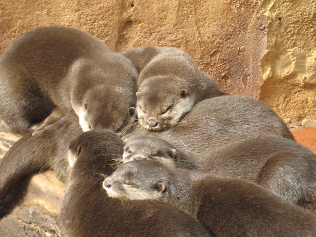 20120930 pairi daiza 015.jpg