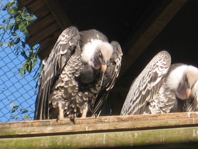 20120930 pairi daiza 064.jpg