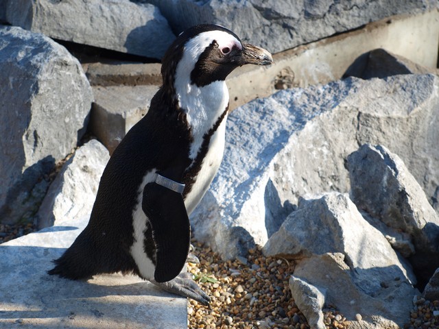 20120930 pairi daiza 068.JPG