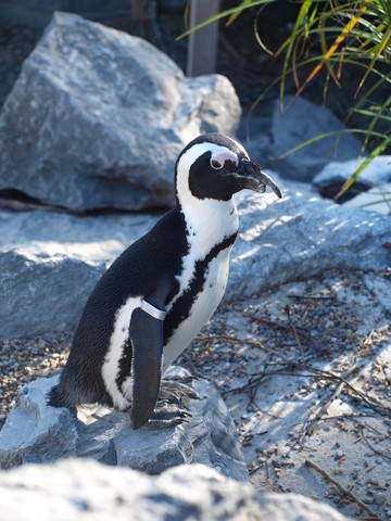 20120930 pairi daiza 069.JPG