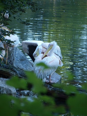 20120930 pairi daiza 072.JPG