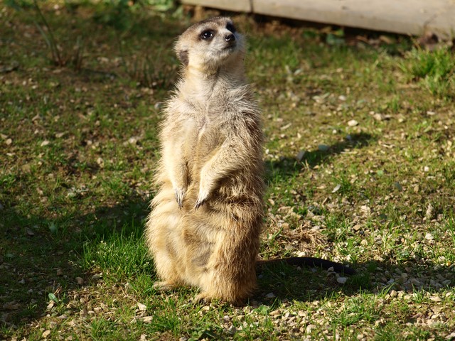 20120930 pairi daiza 078.JPG