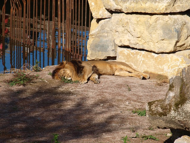 20120930 pairi daiza 082.JPG