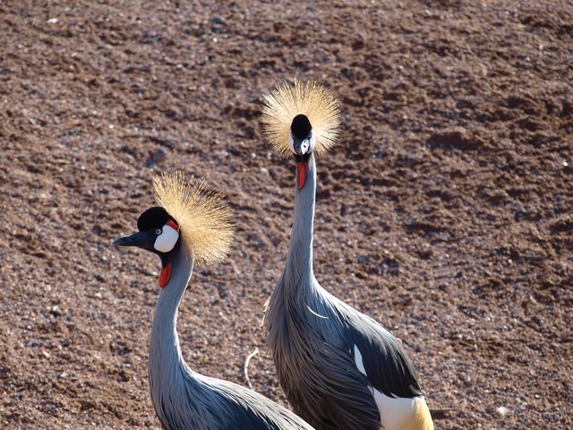 20120930 pairi daiza 083.JPG