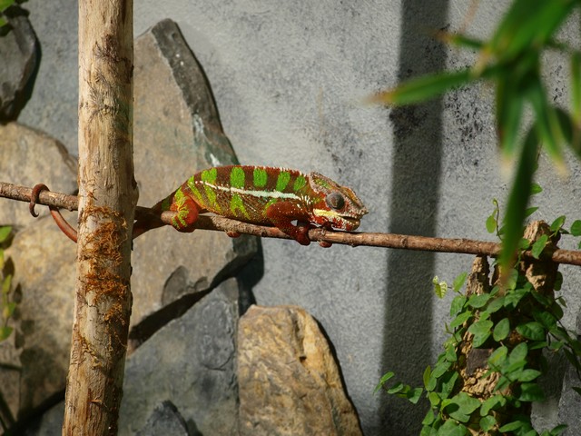 20120930 pairi daiza 089.JPG