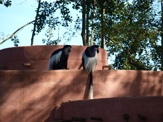 20120930 pairi daiza 091.JPG