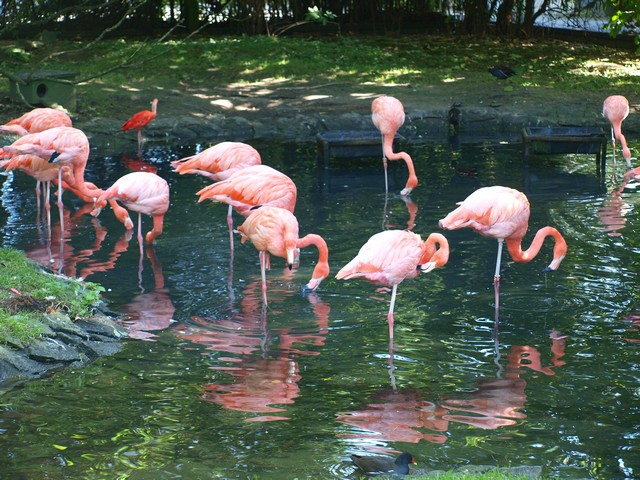 20120930 pairi daiza 092.JPG