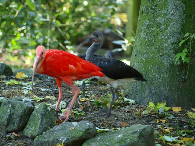 20120930 pairi daiza 093.JPG