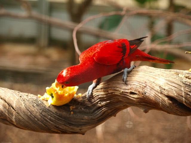 20120930 pairi daiza 096.JPG