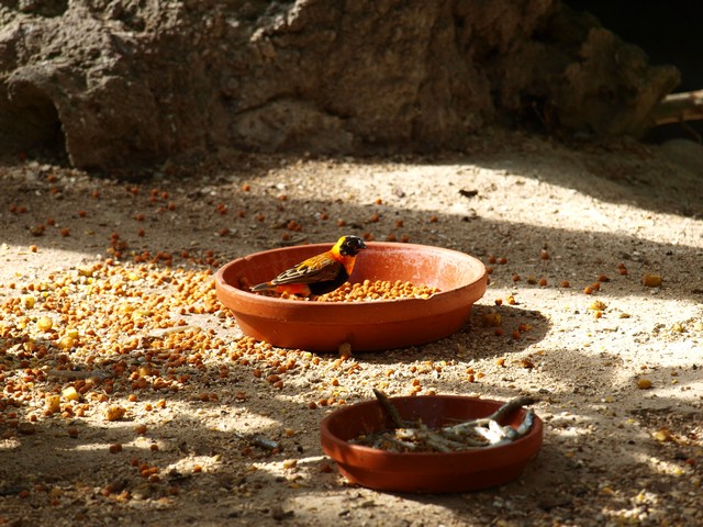 20120930 pairi daiza 097.JPG