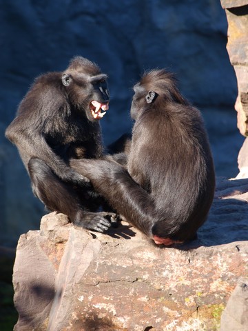 20120930 pairi daiza 106.JPG