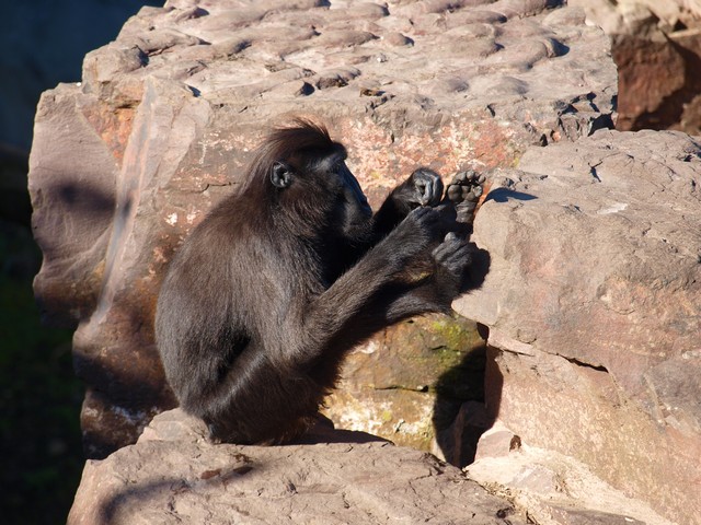 20120930 pairi daiza 108.JPG