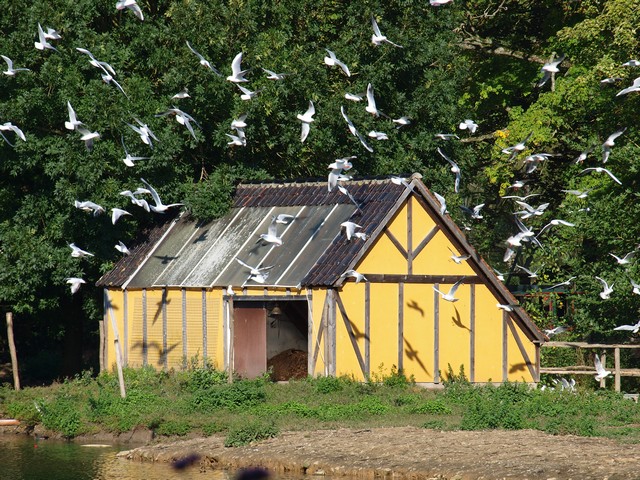 20120930 pairi daiza 115.JPG