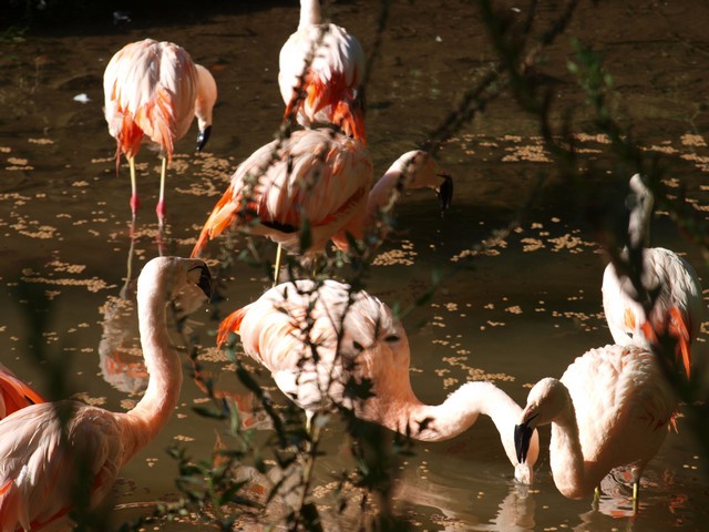 20120930 pairi daiza 116.JPG