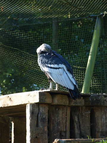 20120930 pairi daiza 117.JPG