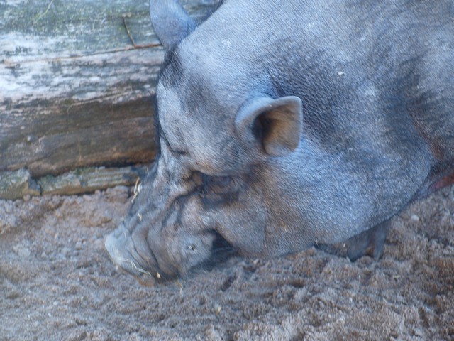 20120930 pairi daiza 118.JPG