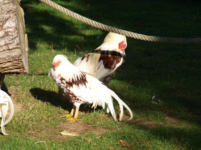 20120930 pairi daiza 121.JPG