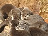 20120930 pairi daiza 015.jpg
