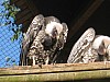 20120930 pairi daiza 064.jpg