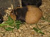 20120930 pairi daiza 065.jpg