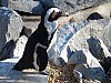 20120930 pairi daiza 068.JPG