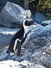 20120930 pairi daiza 069.JPG