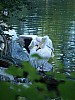 20120930 pairi daiza 072.JPG