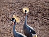 20120930 pairi daiza 083.JPG