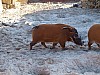 20120930 pairi daiza 086.JPG