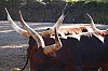 20120930 pairi daiza 087.JPG