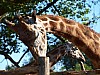 20120930 pairi daiza 088.JPG