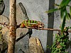 20120930 pairi daiza 089.JPG