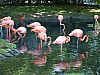 20120930 pairi daiza 092.JPG