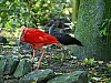 20120930 pairi daiza 093.JPG