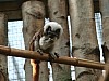 20120930 pairi daiza 095.JPG