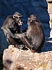 20120930 pairi daiza 106.JPG