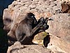 20120930 pairi daiza 108.JPG
