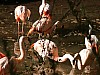 20120930 pairi daiza 116.JPG