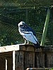 20120930 pairi daiza 117.JPG