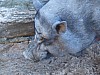 20120930 pairi daiza 118.JPG