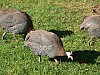 20120930 pairi daiza 120.JPG