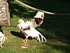 20120930 pairi daiza 121.JPG