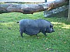20120930 pairi daiza 122.JPG