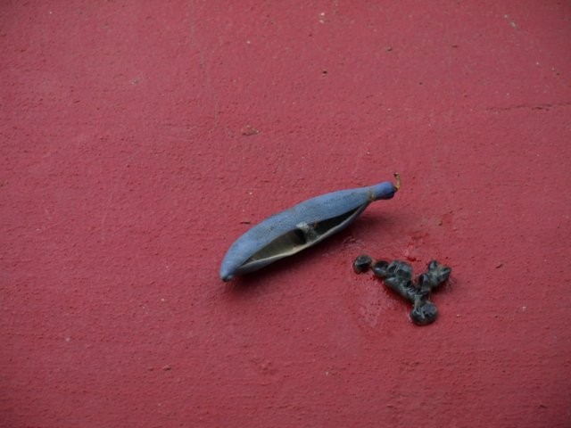 Mondo Verde 078.jpg