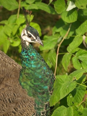 Mondo Verde 094.jpg