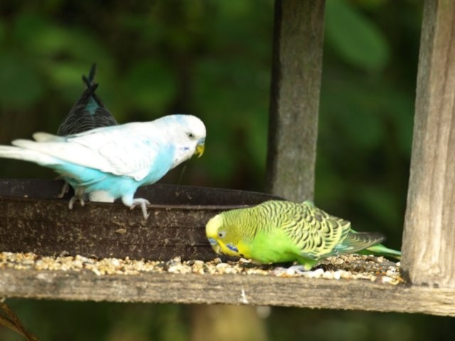 Mondo Verde 097.jpg