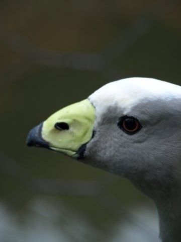 Mondo Verde 105.jpg